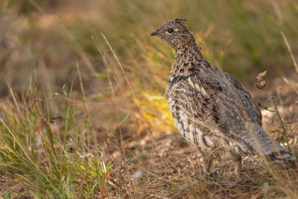 Picture of USA-WYOMING-GRAND TETON NATIONAL PARK DUSKY GROUSE BIRD CLOSE-UP