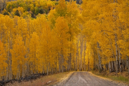 Picture of USA-WYOMING-GRAND TETON NATIONAL PARK ROAD THROUGH FALL ASPEN TREES