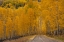 Picture of USA-WYOMING-GRAND TETON NATIONAL PARK ROAD THROUGH FALL ASPEN TREES