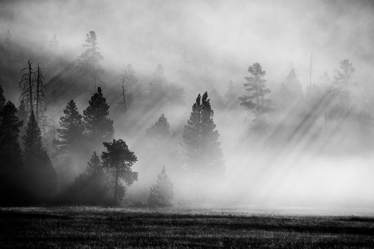 Picture of USA-WYOMING-YELLOWSTONE NATIONAL PARK-EARLY MORNING FOG WITH LIGHT RAYS THROUGH THE TREES