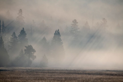 Picture of USA-WYOMING-YELLOWSTONE NATIONAL PARK-EARLY MORNING FOG WITH LIGHT RAYS THROUGH THE TREES