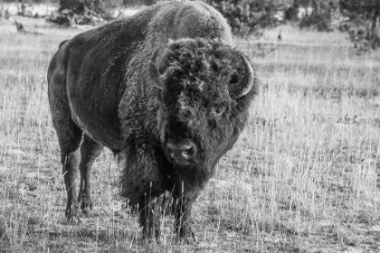 Picture of USA-WYOMING-YELLOWSTONE NATIONAL PARK-UPPER GEYSER BASIN-LONE MALE AMERICAN BISON-AKA BUFFALO WITH 