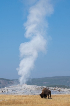 Picture of USA-WYOMING-YELLOWSTONE NATIONAL PARK-UPPER GEYSER BASIN-LONE MALE AMERICAN BISON-AKA BUFFALO-IN FR