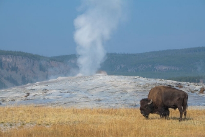 Picture of USA-WYOMING-YELLOWSTONE NATIONAL PARK-UPPER GEYSER BASIN-LONE MALE AMERICAN BISON-AKA BUFFALO-IN FR