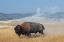 Picture of USA-WYOMING-YELLOWSTONE NATIONAL PARK-UPPER GEYSER BASIN-LONE MALE AMERICAN BISON-AKA BUFFALO RIGHT