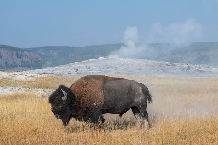 Picture of USA-WYOMING-YELLOWSTONE NATIONAL PARK-UPPER GEYSER BASIN-LONE MALE AMERICAN BISON-AKA BUFFALO RIGHT