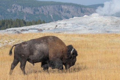 Picture of USA-WYOMING-YELLOWSTONE NATIONAL PARK-UPPER GEYSER BASIN-LONE MALE AMERICAN BISON-AKA BUFFALO-IN FR