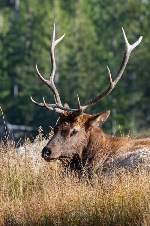 Picture of USA-WYOMING-YELLOWSTONE NATIONAL PARK-MADISON-MADISON RIVER-MALE NORTH AMERICAN ELK