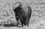 Picture of USA-WYOMING-YELLOWSTONE NATIONAL PARK-LAMAR VALLEY-AMERICAN BISON