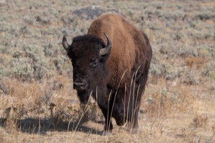 Picture of USA-WYOMING-YELLOWSTONE NATIONAL PARK-LAMAR VALLEY-AMERICAN BISON