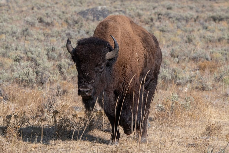 Picture of USA-WYOMING-YELLOWSTONE NATIONAL PARK-LAMAR VALLEY-AMERICAN BISON