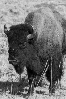 Picture of USA-WYOMING-YELLOWSTONE NATIONAL PARK-LAMAR VALLEY-MALE AMERICAN BISON
