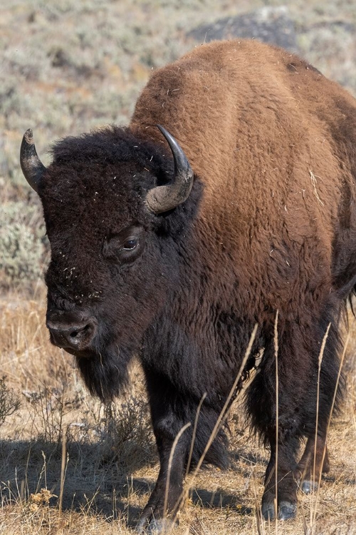 Picture of USA-WYOMING-YELLOWSTONE NATIONAL PARK-LAMAR VALLEY-MALE AMERICAN BISON