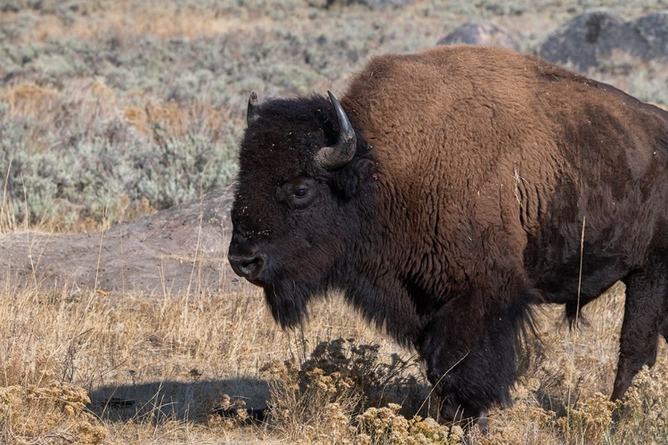 Picture of USA-WYOMING-YELLOWSTONE NATIONAL PARK-LAMAR VALLEY-MALE AMERICAN BISON