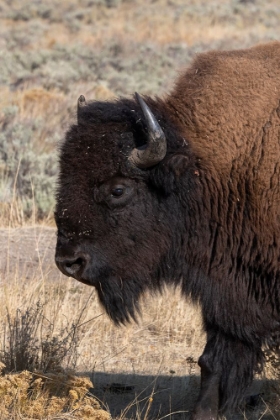 Picture of USA-WYOMING-YELLOWSTONE NATIONAL PARK-LAMAR VALLEY-MALE AMERICAN BISON