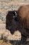 Picture of USA-WYOMING-YELLOWSTONE NATIONAL PARK-LAMAR VALLEY-MALE AMERICAN BISON