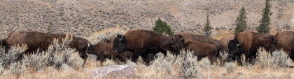 Picture of USA-WYOMING-YELLOWSTONE NATIONAL PARK-LAMAR VALLEY-HERD OF AMERICAN BISON