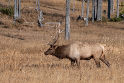 Picture of USA-WYOMING-YELLOWSTONE NATIONAL PARK-MADISON-MALE NORTH AMERICAN ELK