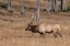 Picture of USA-WYOMING-YELLOWSTONE NATIONAL PARK-MADISON-MALE NORTH AMERICAN ELK
