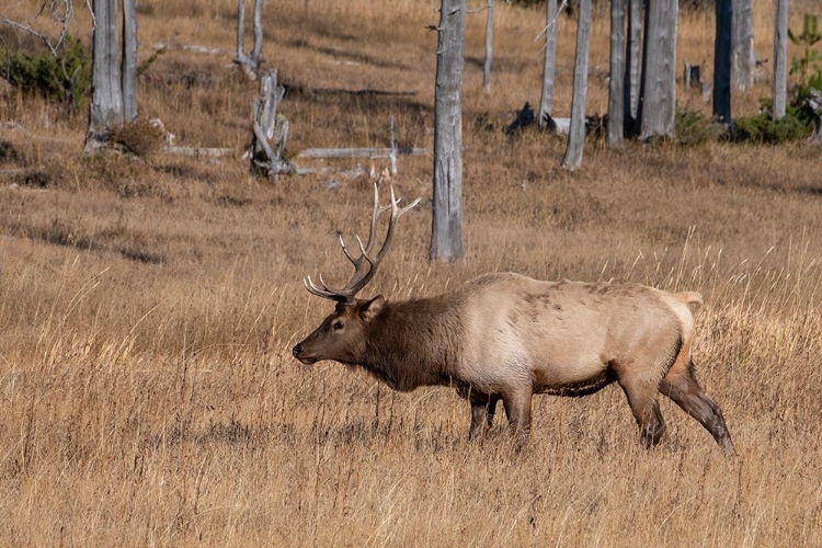 Picture of USA-WYOMING-YELLOWSTONE NATIONAL PARK-MADISON-MALE NORTH AMERICAN ELK