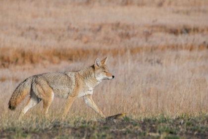 Picture of USA-WYOMING-YELLOWSTONE NATIONAL PARK-BISCUIT BASIN-COYOTE