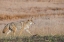 Picture of USA-WYOMING-YELLOWSTONE NATIONAL PARK-BISCUIT BASIN-COYOTE
