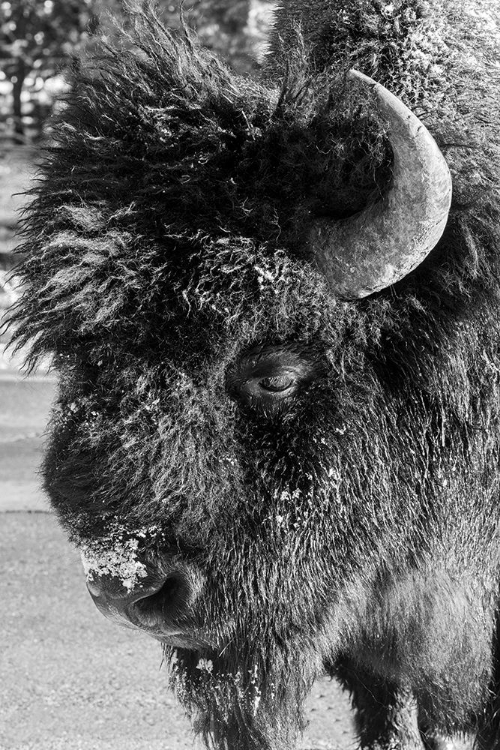 Picture of USA-WYOMING-YELLOWSTONE NATIONAL PARK-LONE MALE AMERICAN BISON-AKA BUFFALO WITH FROST ON FACE-HEAD 