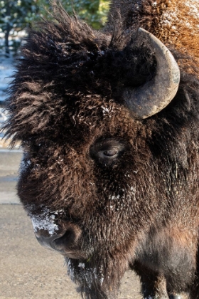 Picture of USA-WYOMING-YELLOWSTONE NATIONAL PARK-LONE MALE AMERICAN BISON-AKA BUFFALO WITH FROST ON FACE-HEAD 