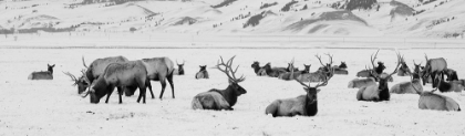 Picture of USA-WYOMING-TETONS NATIONAL PARK-NATIONAL ELK REFUGE LARGE ELK HERD IN WINTER