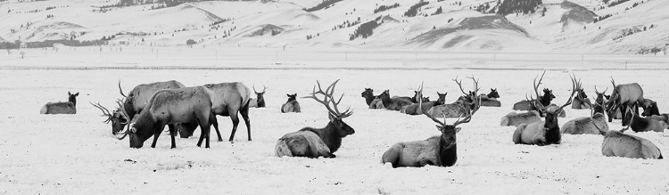 Picture of USA-WYOMING-TETONS NATIONAL PARK-NATIONAL ELK REFUGE LARGE ELK HERD IN WINTER