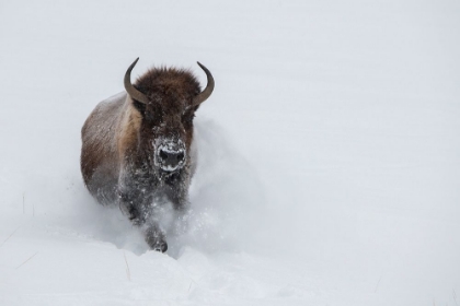 Picture of USA-WYOMING-YELLOWSTONE NATIONAL PARK LONE BULL BISON RUNNING IN DEEP SNOW