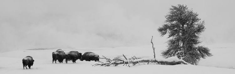 Picture of USA-WYOMING-YELLOWSTONE NATIONAL PARK BISON HERD IN SNOW