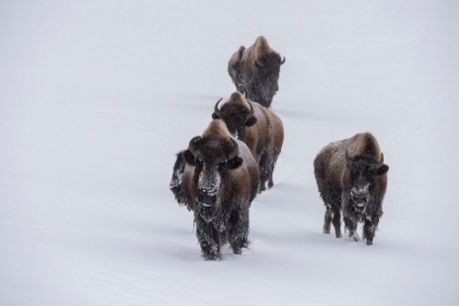 Picture of USA-WYOMING-YELLOWSTONE NATIONAL PARK BISON HERD IN THE SNOW
