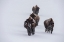Picture of USA-WYOMING-YELLOWSTONE NATIONAL PARK BISON HERD IN THE SNOW