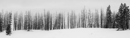 Picture of USA-WYOMING-YELLOWSTONE NATIONAL PARK WINTER LINE OF TREES