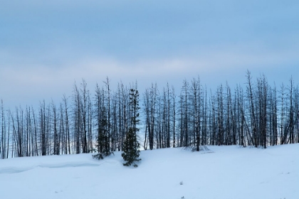 Picture of USA-WYOMING-YELLOWSTONE NATIONAL PARK WINTER LINE OF TREES