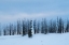 Picture of USA-WYOMING-YELLOWSTONE NATIONAL PARK WINTER LINE OF TREES
