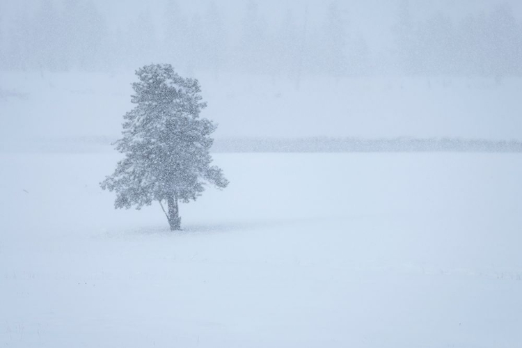 Picture of LONE TREE