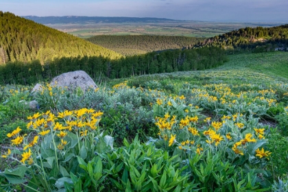 Picture of USA-WYOMING-ARROWLEAF BALSAMROOT WILDFLOWERS IN MEADOW-SUMMER-CARIBOU-TARGHEE NATIONAL FOREST