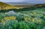 Picture of USA-WYOMING-ARROWLEAF BALSAMROOT WILDFLOWERS IN MEADOW-SUMMER-CARIBOU-TARGHEE NATIONAL FOREST