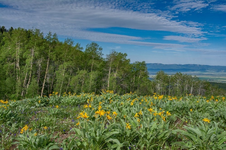 Picture of USA-WYOMING-ARROWLEAF BALSAMROOT WILDFLOWERS AND ASPEN TREES IN MEADOW