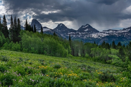 Picture of USA-WYOMING-GERANIUM AND ARROWLEAF BALSAMROOT WILDFLOWERS IN MEADOW-WEST SIDE OF TETON MOUNTAINS