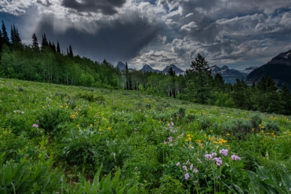 Picture of USA-WYOMING-DRAMATIC CLOUDS AND WILDFLOWERS IN MEADOW WEST SIDE OF TETON MOUNTAINS