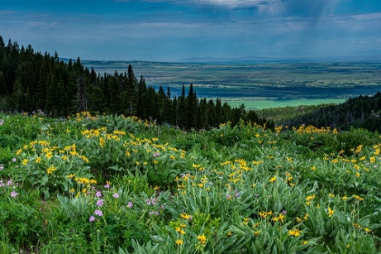 Picture of USA-WYOMING-WILDFLOWERS AND VIEW OF TETON VALLEY-IDAHO-SUMMER-CARIBOU-TARGHEE NATIONAL FOREST