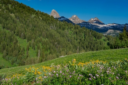 Picture of USA-WYOMING-GERANIUM AND ARROWLEAF BALSAMROOT WILDFLOWERS IN MEADOW WEST SIDE OF TETON MOUNTAINS-SU