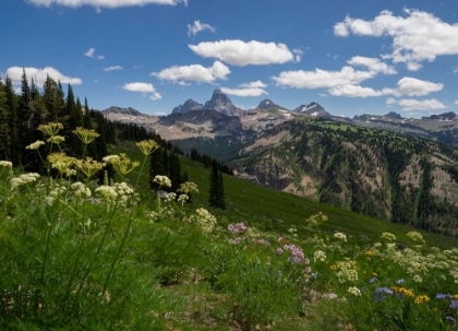 Picture of USA-WYOMING-MEADOW FILLED WITH WILDFLOWERS IN FRONT OF GRAND TETON-TETON MOUNTAINS FROM WEST IN JED