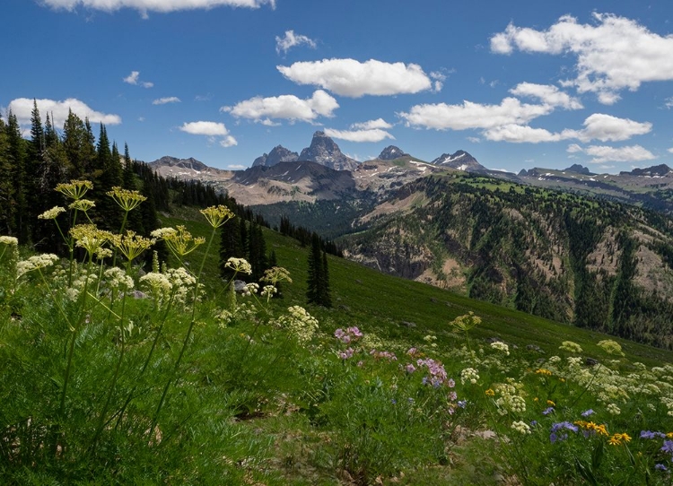 Picture of USA-WYOMING-MEADOW FILLED WITH WILDFLOWERS IN FRONT OF GRAND TETON-TETON MOUNTAINS FROM WEST IN JED