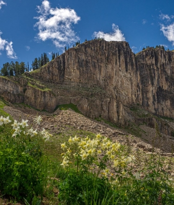 Picture of USA-WYOMING-FIELD OF COLUMBINE WILDFLOWERS-AND MOUNTAIN-JEDEDIAH SMITH WILDERNESS