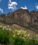 Picture of USA-WYOMING-FIELD OF COLUMBINE WILDFLOWERS-AND MOUNTAIN-JEDEDIAH SMITH WILDERNESS