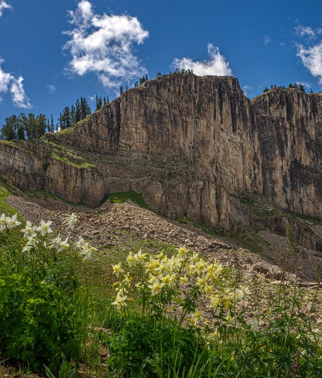 Picture of USA-WYOMING-FIELD OF COLUMBINE WILDFLOWERS-AND MOUNTAIN-JEDEDIAH SMITH WILDERNESS